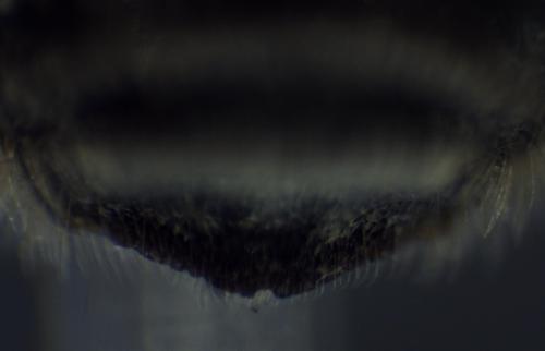 Osmia caerulescens